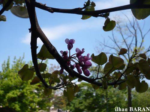 natural  - has been taken by me last spring