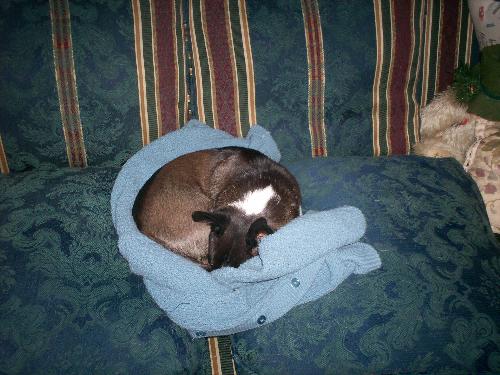Pepi keeping warm - Used my sweater to keep warm