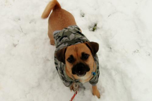 Miss Hemi Layla in the snow - This is one of our dogs Hemi. She is a 2 year old Puggle...pug/beagle mix. She LOVES the snow!