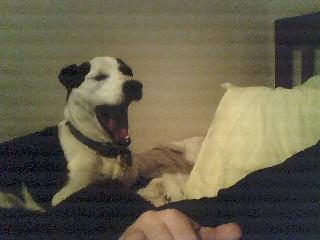 happy dog enjoying life - black and white dog laughing and enjoying life (on my bed)