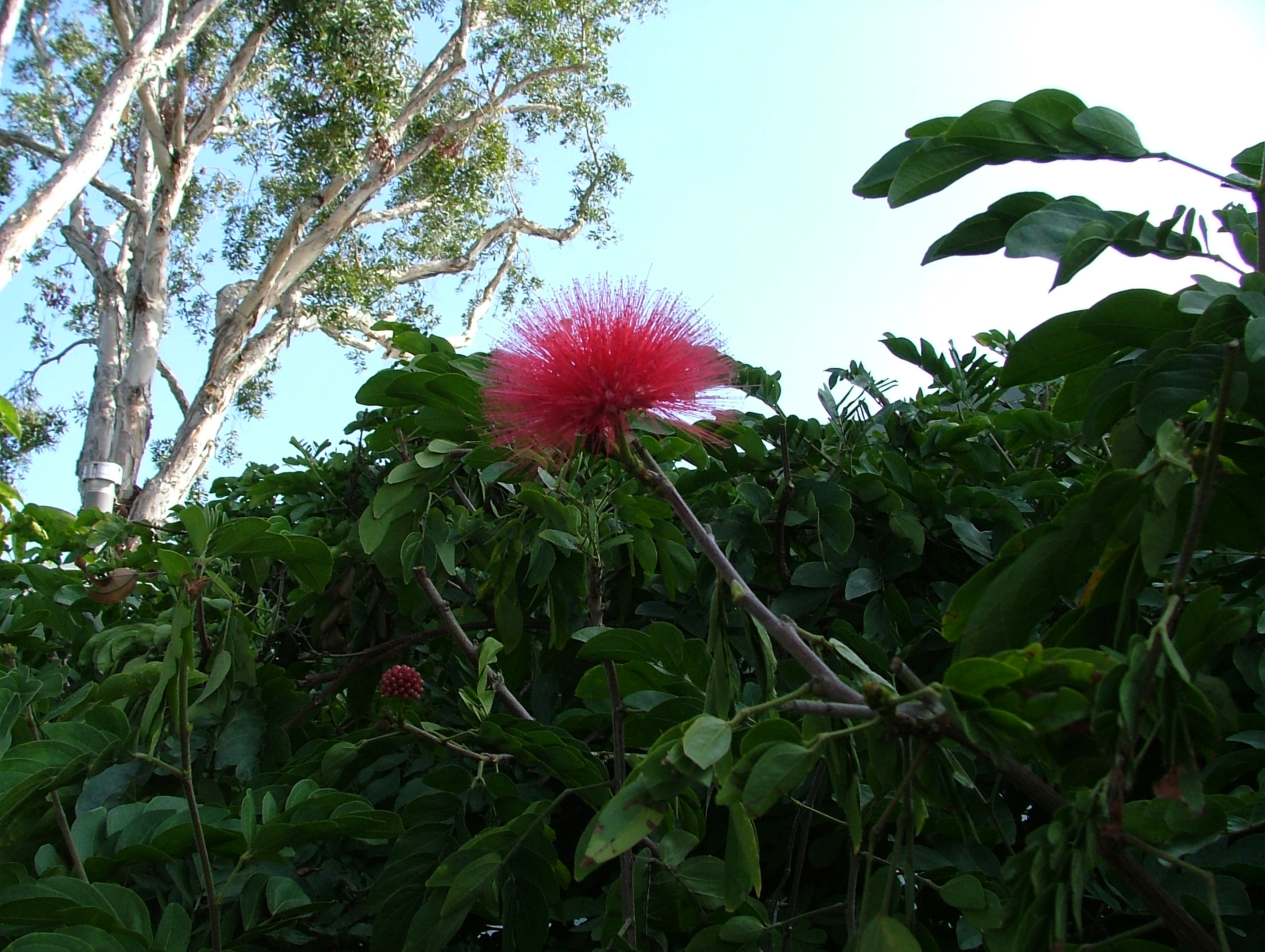 picture of a flower I took - When we went to Sea World, I saw this flower and took a picture of it.