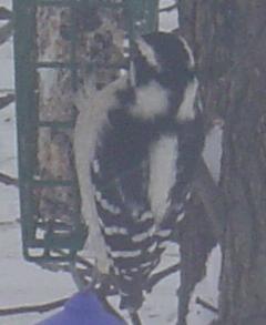 Hairy Woodpecker - This is another woodpecker that visits my suet feeder.