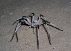creepy - new spider found in Isreal
