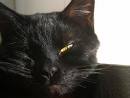 My cat, Lulu - Black cats are not dangerous or unlucky. Probably Lulu crosses my path at least 100 times a day and my good luck brought me here. If you support cats, or changed your mind right now, then vote positively for me! (If this is possible. Otherwise just admire please. Although it may look like many of your cats, it isn't.) Enjoy!