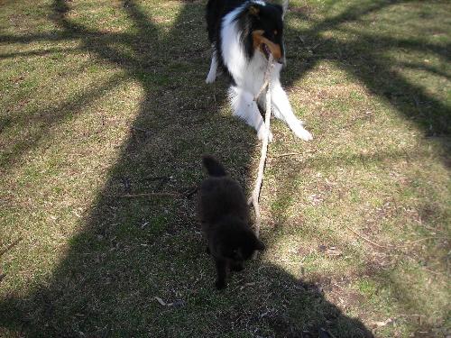 My Collie Braedyn and Cat slate playing 'Stick' - My dog Braedyn playing with a very big stick and My cat Slate did not want to be left out... He thought he was a dog too..
