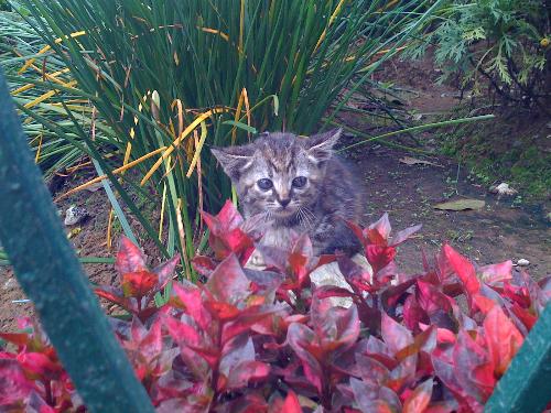 kitten,, Cute!! - just cute^^