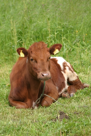 Cow - Cow resting and chewing in field