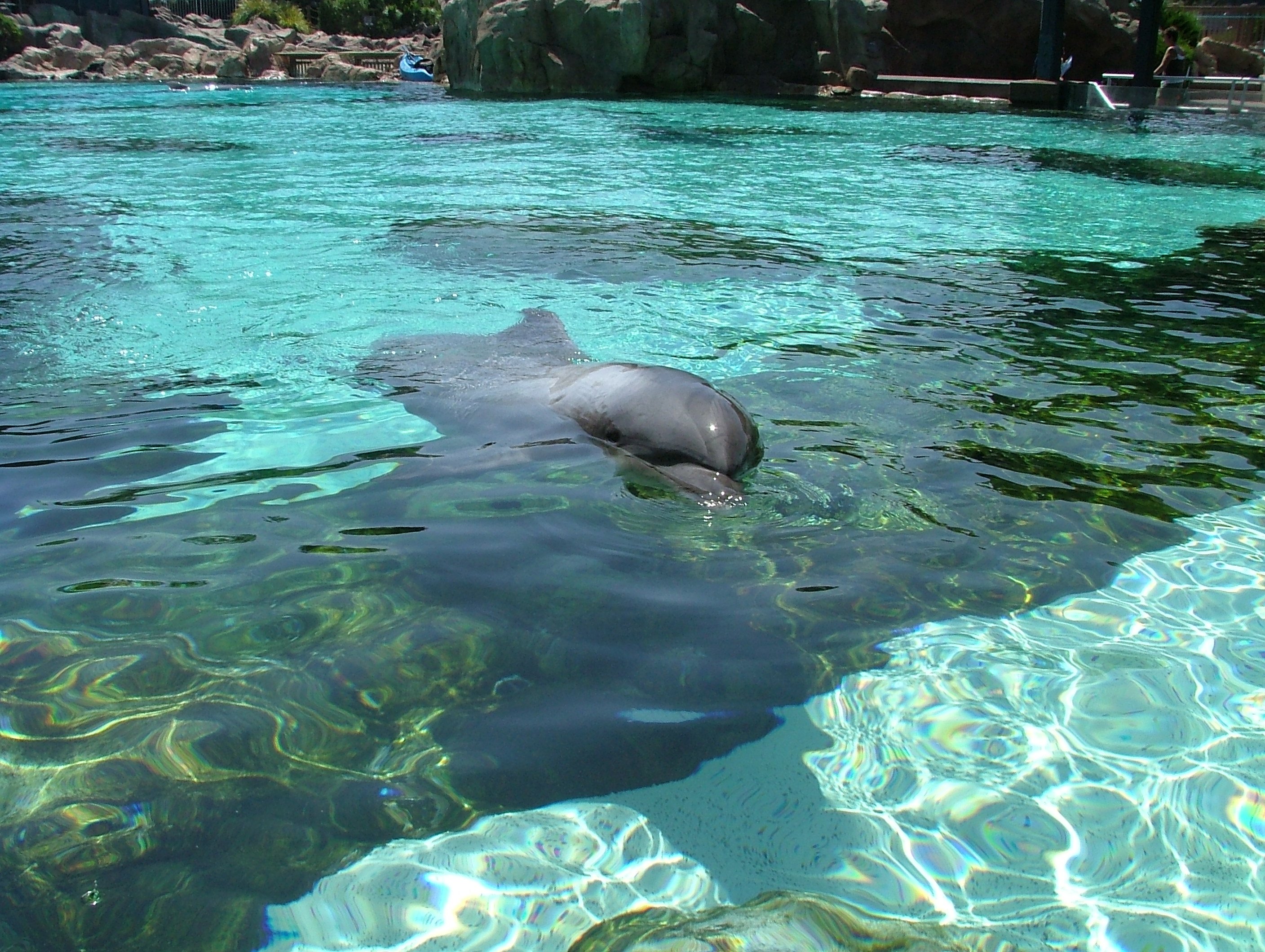 A dolphin that took a liking to me. - When we went to Sea World..... this dolphin kept comming over to me and I pet his head. Finnally I got out my camera and took his picture! It was great!