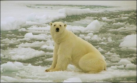 Artic Polar Bears imperilled bt human-made polluti - The long term survival of polar bears is being threatened by man-made pollution that is reaching the Arctic