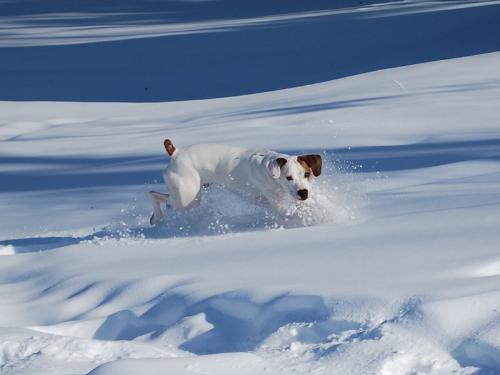 This is my dog Porter. - She is a Boxer/Pointer mix. She is just under 2 years old.