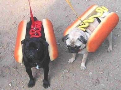 Hotdog - Dogs in buns for Halloween!