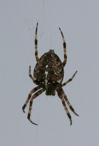 Spider - Spider, we call them cross spiders because the pattern on the back looks like a cross.