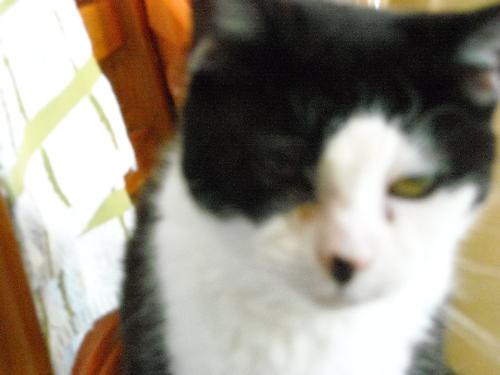Felix the cat - I adopted Felix the same time as Tux, from the same owner, so my 2 black and white girls are 'sisters' Felix is tiny, very shy, but very sweet.