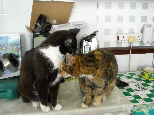 my late sally and my tux - my 2 girls having a grooming session
