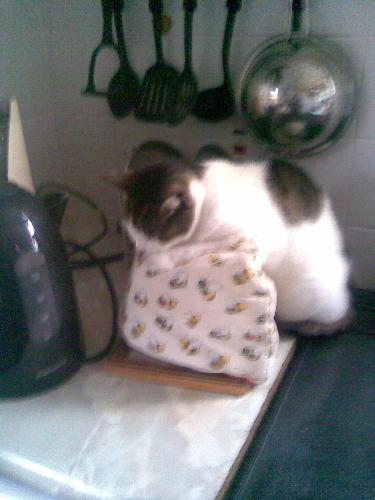Kit kat - this is my lovely Kit kat, who was tragically run over in December 2008. She used to love sitting on the tea cosy, while it was still on the teapot!