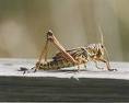 Cricket - Annoying Insect