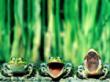 Yak!Yak!Yak! - Cool frog photo.