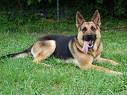 Karina -  my dear pet dog