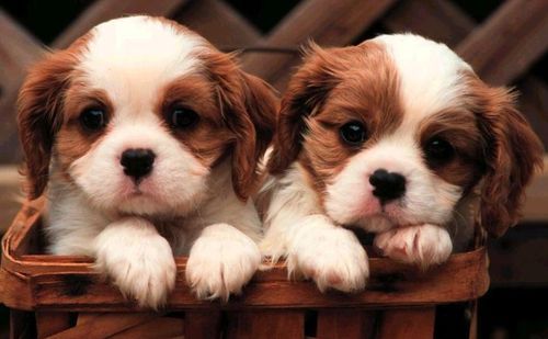 pUpPiEs - Cute puppies