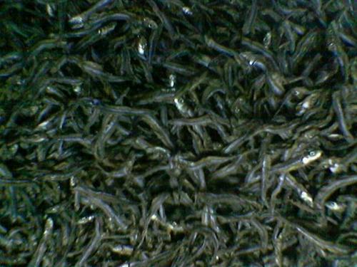 dried fish - Cebu dried fish
