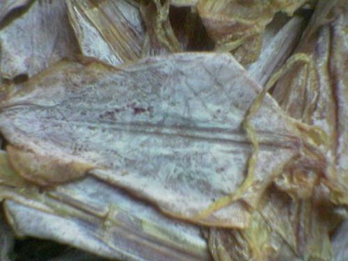 Dried squid - Dried squid pictures