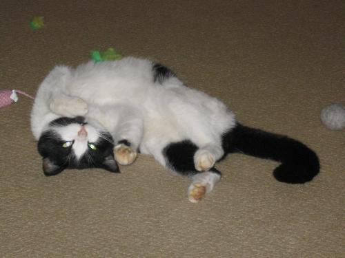 Freddie Cat - My new furbaby Freddie. Freddie Cat - My new furbaby Freddie.