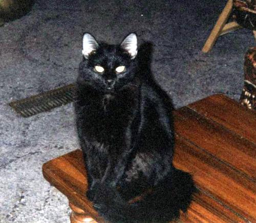 Screamer, My Beautiful Black Cat - Here she is My "innocent" Cat Screamer