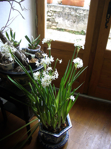 Indoor plants - Indoor plants enhance a room Indoor plants - Indoor plants enhance a room