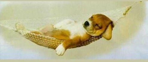 Lazy Pup - Puppy in a hammock taking a snooze!