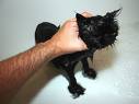 Cat Abuse! - cat being choked Cat Abuse! - cat being choked