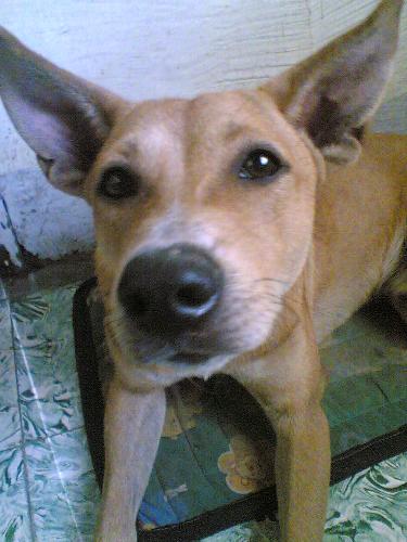 family pet - our late butchered dog