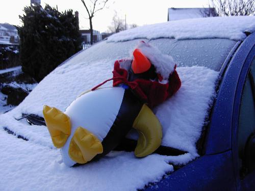 Penguin chillin' - Taking a well earned break for a bit of snow-bathing