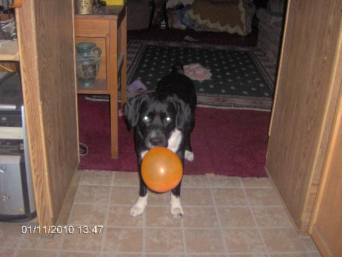 Sam&#039;s Balloon! - This is Sam with his balloon.