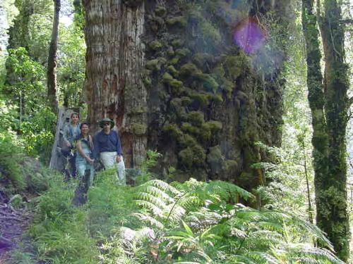 Rainforest in the south of Chile - In the south of my country there are still some places where man have not ended with the natural forest. Let us hope we will learn before it becomes extint.