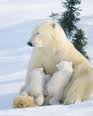 polar bears - North Pole