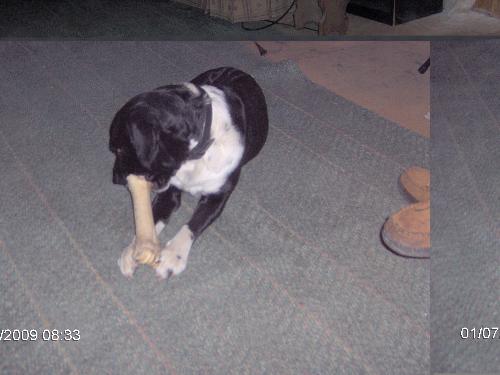 Sams bone - We get this big raw hide chews at the dollar store think this is his favorite.