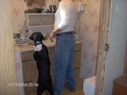 Sam getting his teeth brushed - Sam goes into the bathroom waiting to get his teeth brushed too.