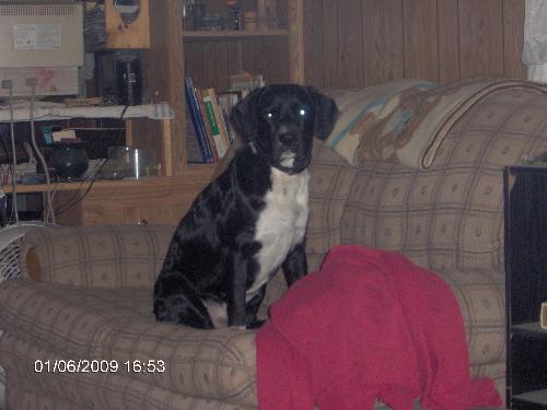 Sam waiting for an invite  - Sam waiting to get an invite into one of our laps. He thinks he is a lap dog....LOL when he weighs over 45lbs.