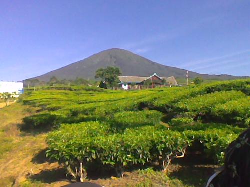 the beauty of mount in pagarlam,indonesia - This picture taken during the lecture field in 2008 in pagaralam,indonesia, this photo illustrates the beauty of mount dempo with rows og tea gardens spread wide