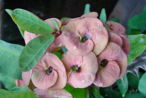 Pink Flower - My sweet pink flower