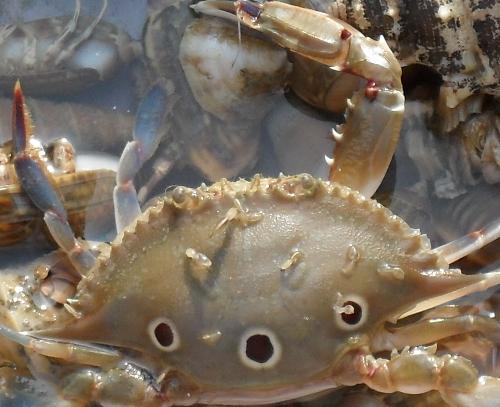 Beautiful crab - This a beautiful crab. It has got three red spots on its head.