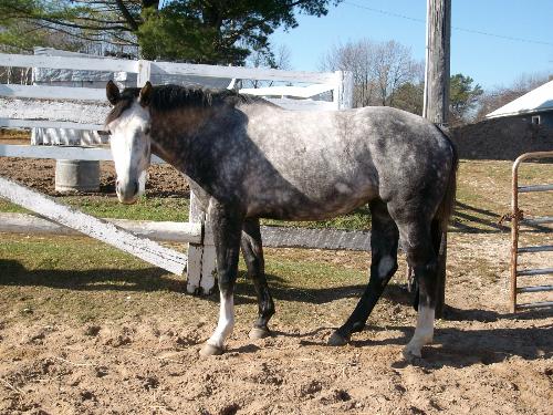 Ballereen - This is Ballereen. She is a young warmblood cross with a great personality! Ballereen - This is Ballereen. She is a young warmblood cross with a great personality!