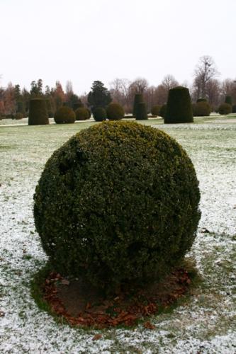 Schönbrunn gardens - Ornamental bush from the palace gardens in Schönbrunn