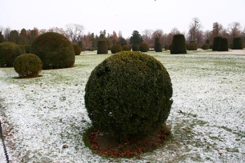 Palace garden Schönbrunn - Ornamental bush in the palace gardens in Schönbrunn