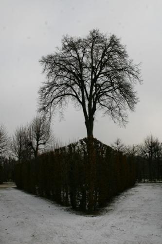 Winter trees in Vienna - Winter trees in the palace gardens in Vienna