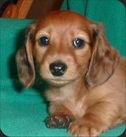 Sogo - My doggie named Sogo. What a cute dog!
