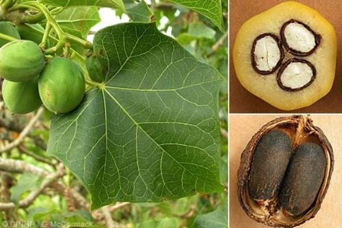 Jatropha Curcas - Biodisel