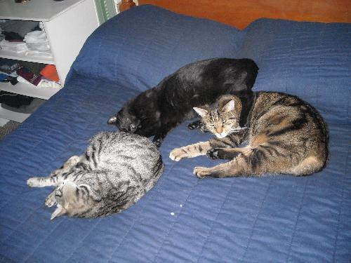 So close - Scout, Blackstone and Ranger. Scout and Blackstone are brothers, Scout is 2 years older than Blackstone. Ranger is the one without a tail. He was a kitten when we took him in and was welcomed with loving paws by the other cats, especially Scout and Blackstone.