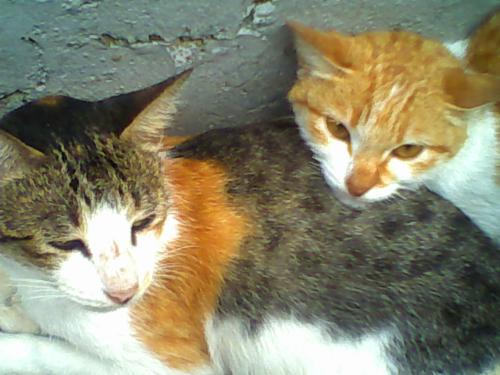 my pets  - these is the pic of my 2 pets (mother & daughter)