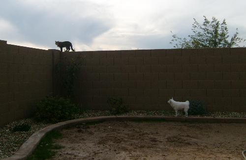 coco, tippy toeing, and kitty,on wall, this mornin - coco tippy toeing and kitty on wall